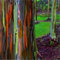 Regenbogen-Eukalyptus-Gum Tree Seeds (Eucalyptus Deglupta) 50 + Seeds