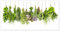 Herbes aromatiques suspendues Poster 80 x 40 cm Vert Tableaux Décoration murale