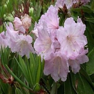 CSNCH Rhododendron Fortunei Buschsamen (Rhododendron Fortunei) 200+Samen