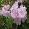 CSNCH Rhododendron Fortunei Buschsamen (Rhododendron Fortunei) 200+Samen