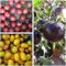 Hungarian Historical pomodoroINDIGO Tomato SET, Indigo Rose, Cherry Drops, Kumquat, 60, NON GMO 60 semi:Seeds