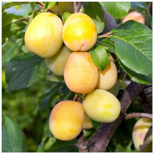 Dwarf Patio Golden Gage 'Oullins' Plum Tree in 5L Pot, Self-Fertile with Sweet Honey Flavour 3fatpigs®