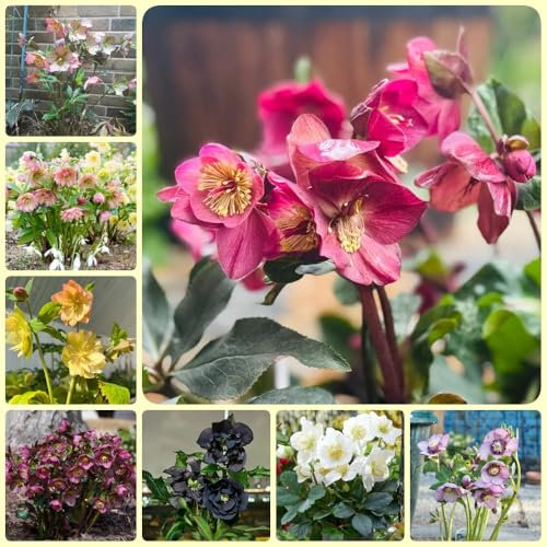Semi di rosa di Natale, Helleborus thibetanus, Semi di prato fiorito, semi di rosa di Natale Piante di rose di Natale resistenti all'inverno, semi di fiori come per gli ospiti 100pcs