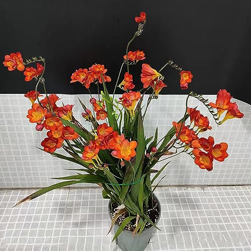 2 Pcs Freesien Zwiebeln Kaufen, Frühlingsblumen Zwiebeln, Winterlinge Zwiebeln Winterhart Mehrjährig Freesien Im Topf, Frühlingsblumen, Zierlauch Zwiebeln Winterhart Mehrjährig Balkon