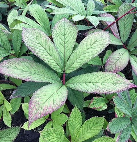 Holunderblättriges Schaublatt Rothaut - Rodgersia sambucifolia - lebende Gartenpflanze aus den Baumschulen