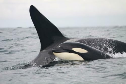 Puzzle 1000 Teile Killer Orca Wal Glänzend Poster Bild Foto Banner Ozean Zahnorcinus Familie Spaß Puzzles 1000 Teile für Erwachsene Geschenke Herausfordernde Puzzle-Spiele