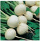 PREMIER SEEDS DIRECT - ORGANIC TURNIP - SNOWBALL -7 grams