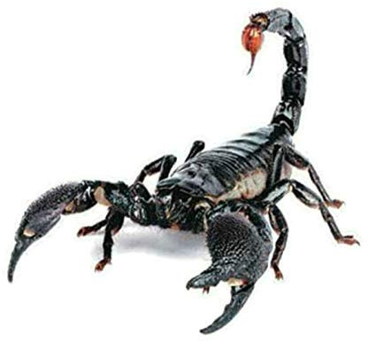 3D Skorpion Autoaufkleber Sticker Sternzeichen Tuning Tier Aufkleber Skorpione Mehrfarbig