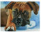 TOCCH 500 Pieces Cute Puppy Dog Puzzle Adult Wooden Puzzle Boxer Dog Jigsaw Puzzle DIY Modern Wall Art Picture Modern Art White 500PCS NDAI8 NG77J