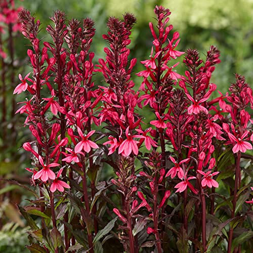 Lobelia Rose Princess | Deciduous Perennial Outdoor Garden Plants in Plant Pot (20-30cm Incl. Pot)