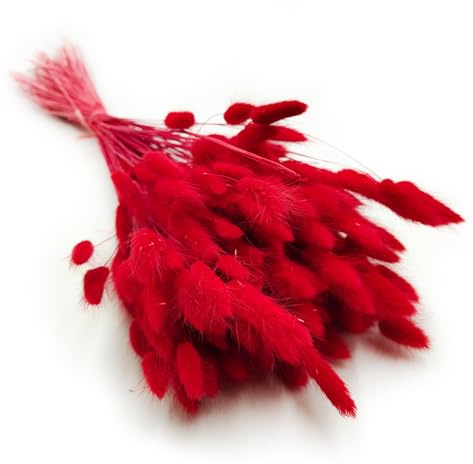 Enchanted Dekogras Getrocknetes Gras Ziergras Hasenschwänze Lagurus Ovatus Samtgras Häschen-Schwanzgras Trockenblumen Natürlich Boho 120 - 150 Stück 100 g Rot