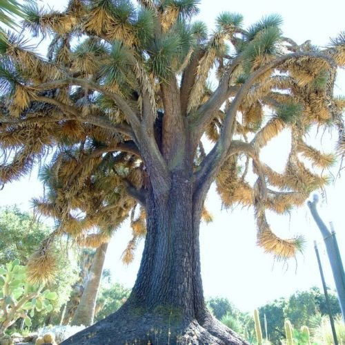 Yucca filifera, rara palma albero del deserto agave aloe giardino esotico di semi 15 semi
