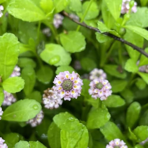 Phyla nodiflora - verbena tappeto estivi decorazioni giardino esterni resistenti ornamentale semi di 250pcs