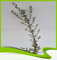 Olea europaea sylvestris (Wild Olive Tree) – Pflanze