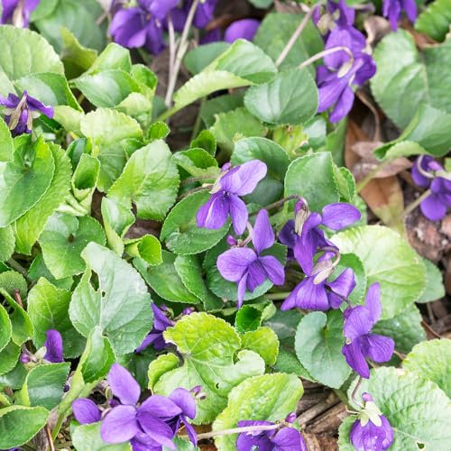 Semi di viola profumati, Pianta perenne resistente alla copertura del terreno, pianta da giardino Giardino decorativo, molto amico e degli insetti Semi di bonsai, decorazione 50pcs
