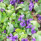 Semi di viola profumati, Pianta perenne resistente alla copertura del terreno, pianta da giardino Giardino decorativo, molto amico e degli insetti Semi di bonsai, decorazione 50pcs