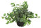 Efeu 'Teardrop' - Hedera helix Tear Drop', winterhart, tännenförmiges Laub, in Gärtnerqualität von Blumen Eber - 12 cm