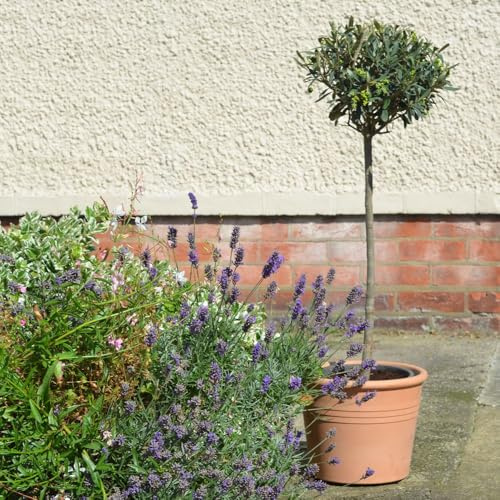 Olive Tree Standard – Olea europaea – Patio Tree – Fragrant Flowers – Edible Fruits – Grey-Green Foliage – Hardy Mediterranean Plant – 2 x 18cm Pots with Grey Planters by Thompson and Morgan