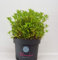 !!WELTNEUHEIT!! Bloombux® – flower & form by INKARHO® 30-35 im 5 Liter Pflanzcontainer