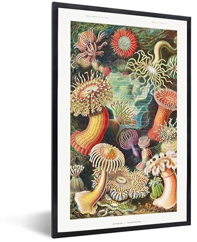 MuchoWow Poster Bilder Wanddeko Deko Wohnzimmer 40x60 cm Ernst Haeckel - Anemone - Retro - Natur - Pflanzen - Meer