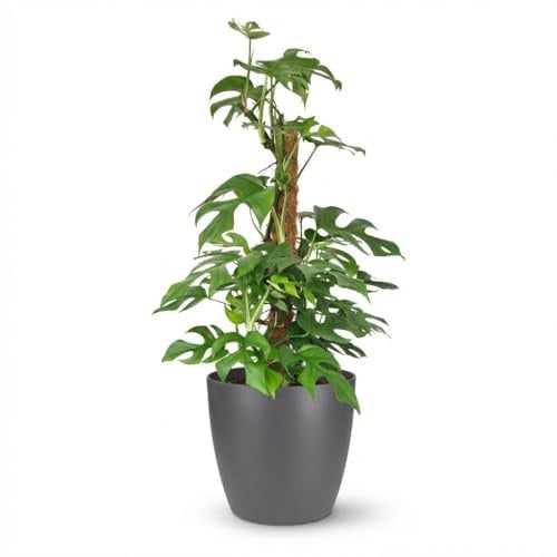 Mini Hole Plant - Monstera Minima Moss Vine - Verde - Bajo mantenimiento - con Potter Grey - 80-90cm - Ø19cm - Planta de interior - Hojas perennes