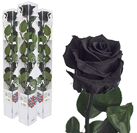 3x Echte Rose konserviert 50 cm Schwarz preserved, ewige Rose gefriergetrocknet mit Stiel und Blättern - lange haltbare Schnittblumen in Geschenkbox, beste Deko