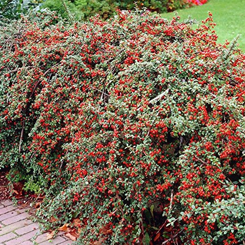 GardenersDream 10 x Cotoneaster Horizontalis Plants - Outdoor Garden Ready Hardy Shrubs - Deciduous Berries and Flowering Shrubs - Hedging Outdoor Plants for Walls (20-40cm, incl. 9cm Pot)