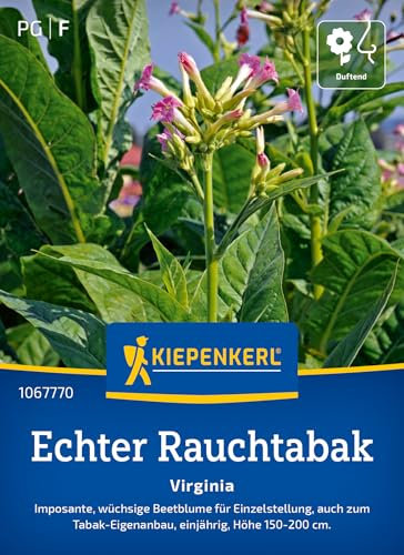 Kiepenkerl Echter Rauchtabaksamen Virginia 1067770 - imposant - wüchsig - Beetblume - Tabak- Eigenanbau - einjährig - Saatgut, Blumensamen, Pflanzen