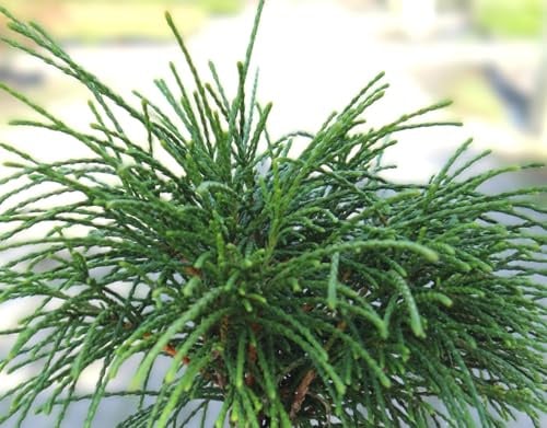 Faden Zwerg - Lebensbaum Thuja plicata Whipcord immergrün 25-30 cm