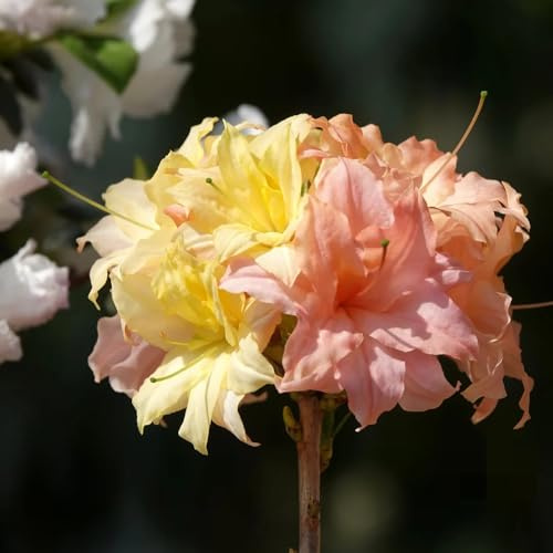 azalee, zimmerpflanzen rhododendron, winterhart blühend kaufen zimmerbonsai 60samen