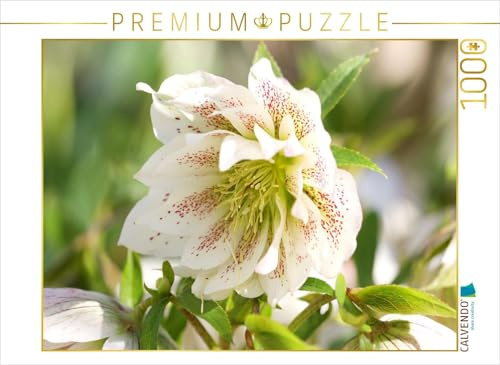 CALVENDO Puzzle Christrose | 1000 Teile Lege-Größe 64 x 48 cm Foto-Puzzle für glückliche Stunden