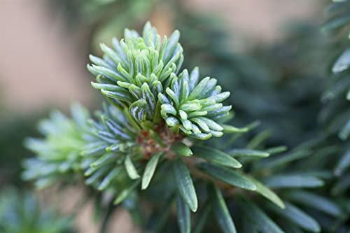 Abies balsamea 'Piccolo' 40 cm – Winterhart, Immergrün, Pflegeleicht – Balsam-Tanne – Kübelpflanze für Terrasse & Balkon