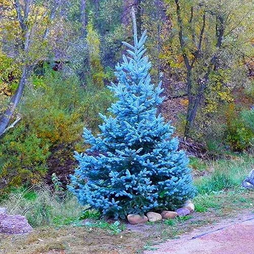 PERZOE 20 piezas de abeto azul cielo de Colorado adaptable, semillas de árbol Hardy Picea Pungens Glauca