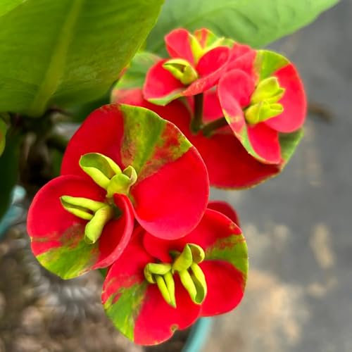 Christusdorn Samen, Euphorbia milii, luftreinigende zimmerpflanzen Christusdorn Pflanze Kaufen, blumensamen balkon blühende zimmerpflanzen balkonpflanzen winterhart bonsai samen, 200pcs
