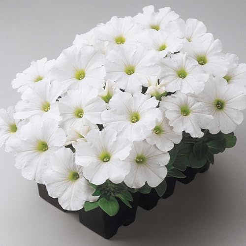 Madness Series Petunia White 25 Pelleted Seeds - Petunia x Hybrida - Annual Flower - 10-15 Mounded Plants - 3 Blooms in 20+ Colors - Easy to Grow - 98-105 Days - Non-GMO