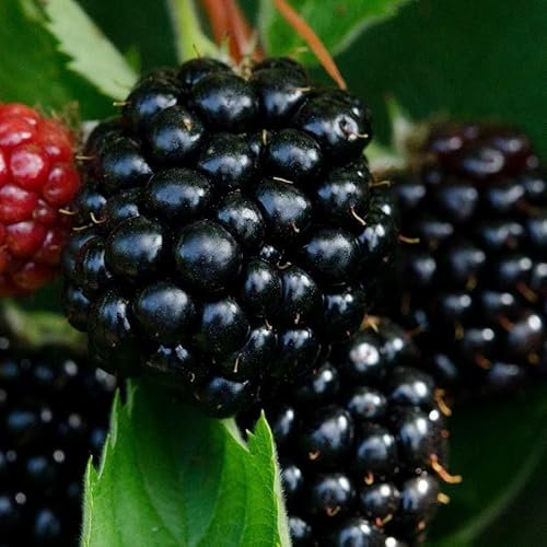 Plant Theory BlackBerry Bedford Giant Fruit Bush Rubus Fruiting Berry Shrub Plant 3L Pot