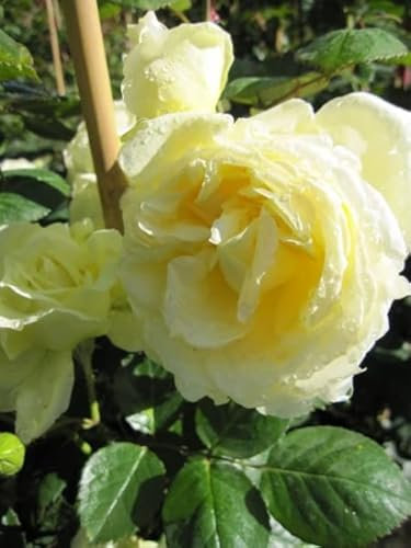 Kletterrose Elfe® - Rosa Elfe® - creme-gelbgrün - Duft+++ - Tantau-Rose