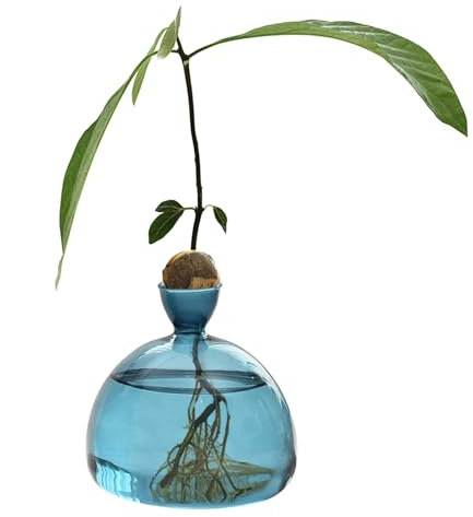 Avocado - Vaso per piante con semi di avocado, 14 x 14 cm, trasparente, per la coltivazione di avocado, per interni ed esterni