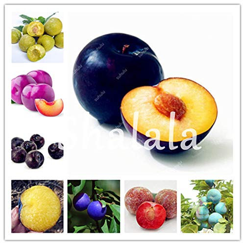 SONIRY 10pcs Familie Rosaceae Prunus Cerasifera Bonsai Zierpflanze Cherry Plum Strauch Bonsai Kultiviert Weit Myrobalan Plum: Dunkelgrau