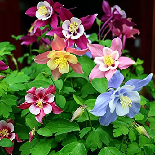 AchidistviQ 30 Pièces Graines D'ancolie Multicolores, Graines De Floraison D'été Vivaces Robustes Faciles à Cultiver Maison Jardin Cour Extérieure Plante De Ferme Graines d'ancolie