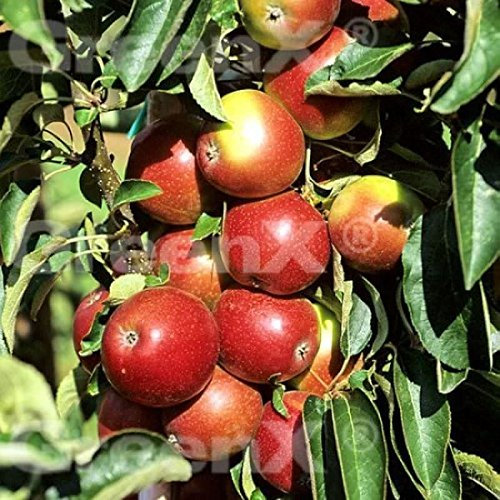 Malus domestica 'Polka' 60–80 cm – Winterhart, Mehrjährig – Säulenapfel – Säulenobst für Kübel & Terrasse