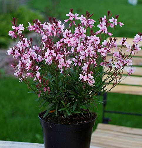 Prachtkerze Crimson Butterflies - Gaura lindheimeri - lebende Gartenpflanze aus den Baumschulen