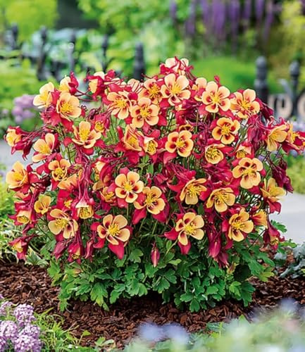 BALDUR Garten 9x Akelei 'Earlybird® Red Yellow', Pflanzen im 9x9 cm-Topf | buschig-runder Pflanzenaufbau, einzigartige rot-gelbe Blüten, winterhart & pflegeleicht, für Beet & Kübel
