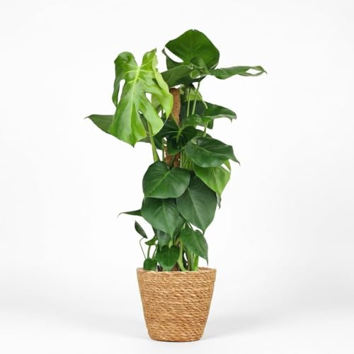 Lochpflanze - Monstera Deliciosa Moosranke - Grün - Pflegeleicht - mit Korb - 80-90cm - Ø19cm - Zimmerpflanze - Immergrün