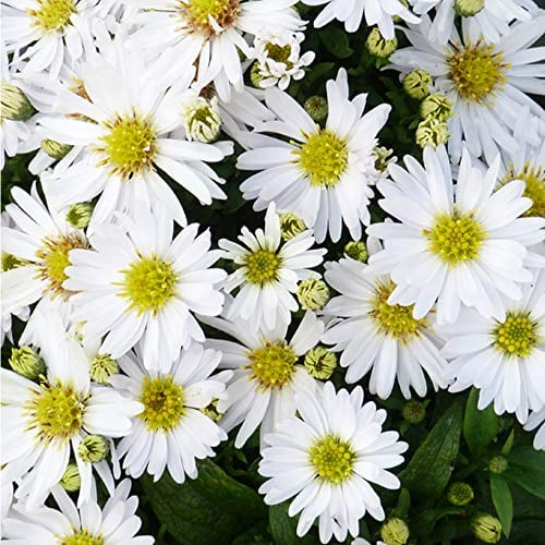 Aster Novi-belgii 'Snow Cushion' Michaelmas Daisy Hardy Perennial Flowering Garden Plants Easy to Grow Your Own 2 x 1 Litre Pot by Thompson and Morgan