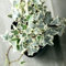 semi di edera - semi di edera piante da appartamento pianta sospesa vera piante da balcone decorative pianta in vaso esotiche in vaso perenni resistenti e perenni decorative rampicanti 50pcs
