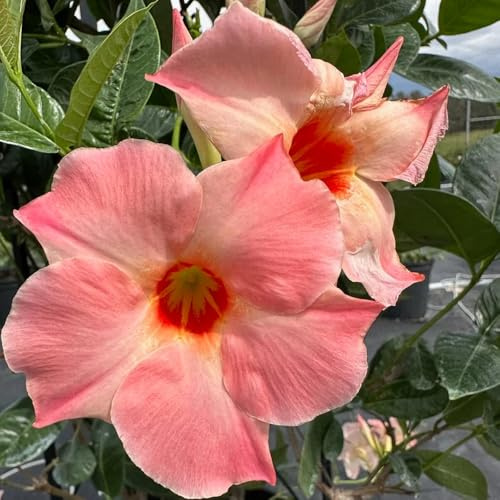 mandevilla dipladenia zierblumen blumendeko, deko vine dipladeniasamen zaun deko vines, schattenpflanzen schnittblumen, hängepflanze winterharte 400pcs