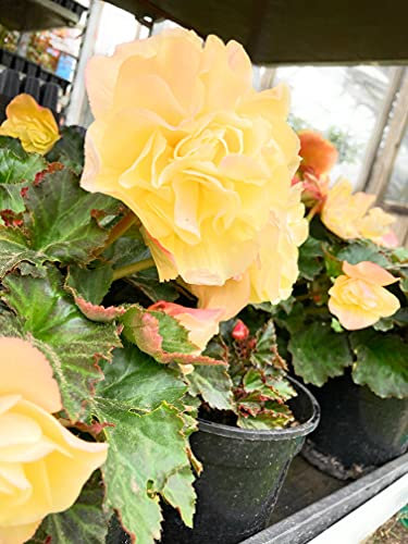 6 corms of Yellow Double Begonia Includes Postage