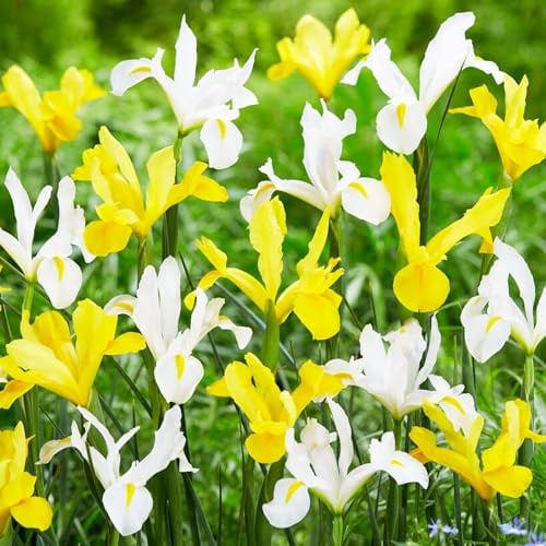 Schwertlilien Winterhart Mehrjährig - Holländische Iris Yellow-White