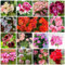 200 Pcs Geranien Samen - Pelargonium - Stauden Winterhart Mehrjährig, Deko Blumen, Samen Blumenwiese (Pelargonium Hortorum) Kleine Geschenke, Pflanzensamen Zimmerpflanzen Samen Wildblumensamen